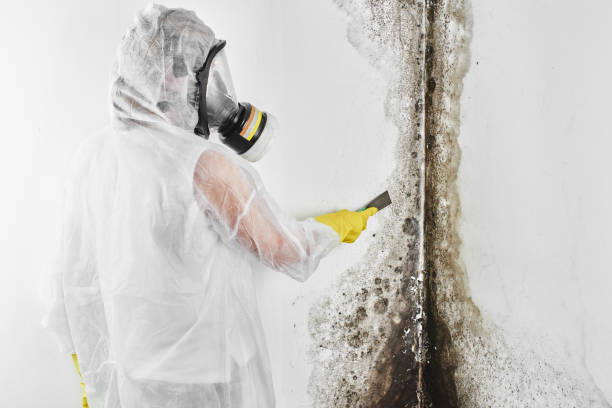 Best Preventive Mold Services in Ellinwood, KS