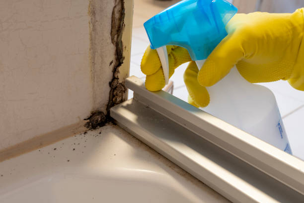 Best Basement Mold Remediation in Ellinwood, KS