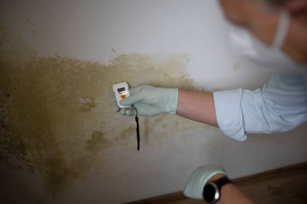 Trusted Ellinwood, KS Mold Remediation Experts