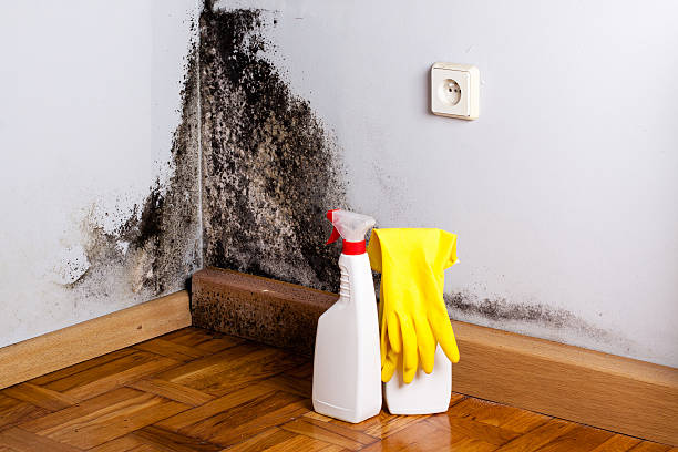 Best Mold Remediation for Specific Building Types in Ellinwood, KS